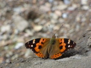 Butterflies in Nepal