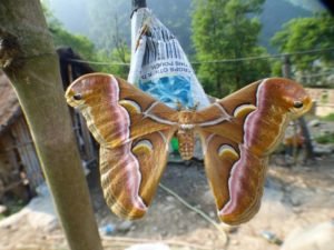 Butterflies in Nepal